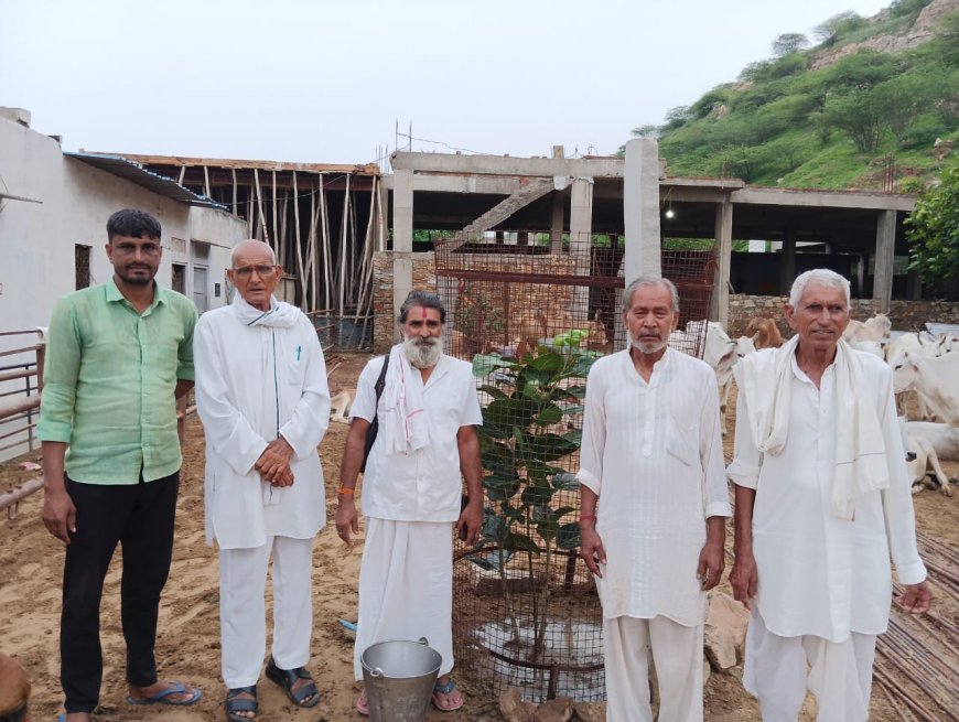 पचलंगी ओम शिव गौशाला में किया वृक्षारोपण ,गौशाला परिसर में लगाया बरगद का पेड़