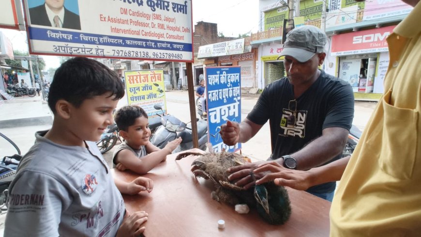 घायल मोर का करवाया उपचार कर छोडा