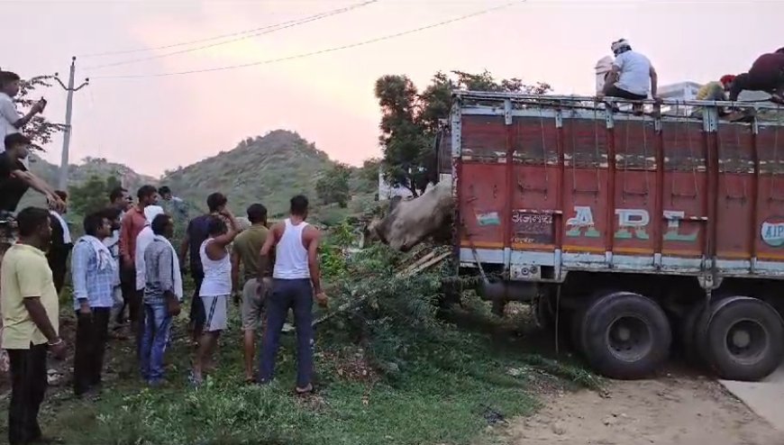 व्यवस्था के अभाव में क्रेन से पन्द्रह घंटे में पहुंचा गौवंश से भरा ट्रक:  करीब आधा दर्जन गौवंश गंभीर उपचार जारी