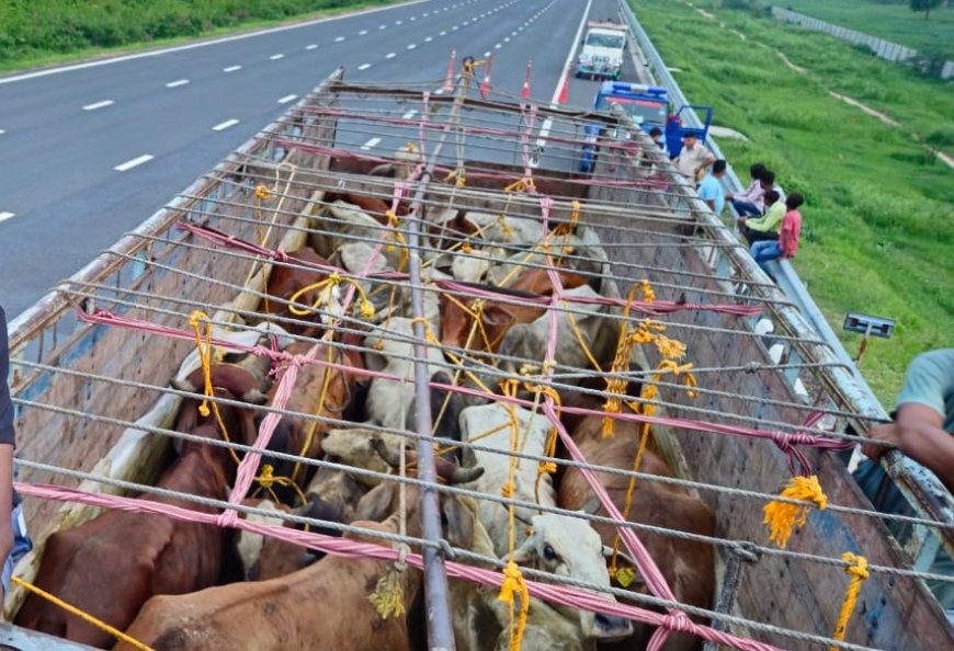 ट्रक छोड़कर भागे गोतस्कर, 33 गोवंश बरामद: 15 घंटे बाद पहुंचाए गौशाला