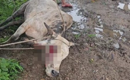 नंदी महाराज की अज्ञात व्यक्ति ने फोड़ी आंख,गौसेवकों ने कराया इलाज