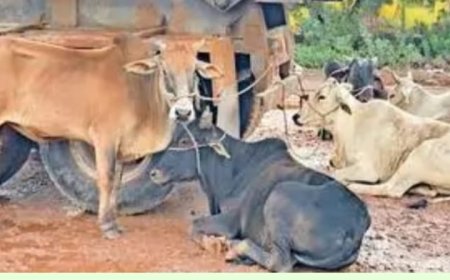 गौतस्कर पहाड में 20 गौवंश छोड कर फरार,पुलिस कर रही है तलाश