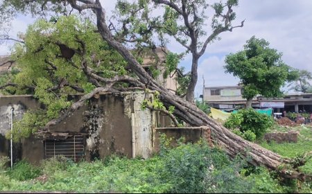 गोविंदगढ़ अस्पताल के ऑफिस पर पेड़ गिरा: दीवार और छत क्षतिग्रस्त