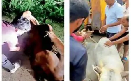 जिले में बेखौफ गोतस्करी, पुलिस बोली-14 दिन जांच के बाद दर्ज करेंगे प्रकरण