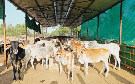 श्री नंद गोपाल गौशाला खजूरी में निजी कंपनी के समूह ने चारे के लिए एकत्र की राशि