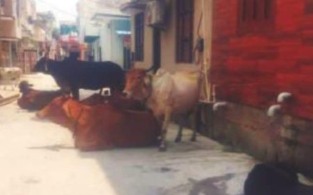 शहर में आवारा पशुओं से लोग हुए परेशान