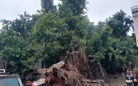 तीन सौ साल पुराना बरगद का पेड़ गिरा, चार मकान हुए क्षतिग्रस्त