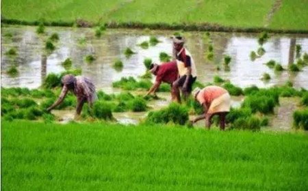 कृषि उन्नति योजना में मिलेंगे कृषको पचास हजार रुपए