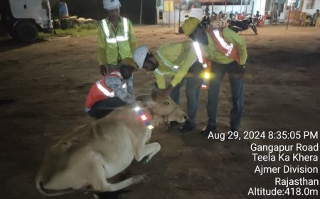 सड़क हादसे रोकने के लिए जानवरों के गले में लगाया रेडियम बेल्ट