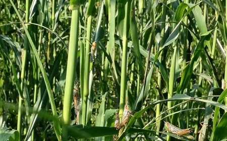 किसान फड़का रोग से परेशान, कर्षि विभाग का ढुलमुल रवैया