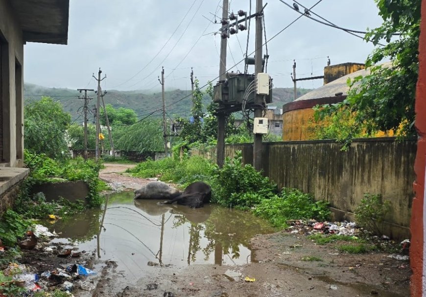 सड़क किनारे लगे ट्रांफॉर्मर से करंट प्रवाहित होने से दो गौवंश की मौत