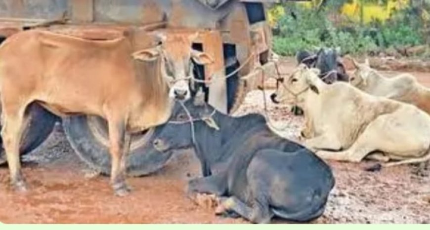 गौतस्कर पहाड में 20 गौवंश छोड कर फरार,पुलिस कर रही है तलाश