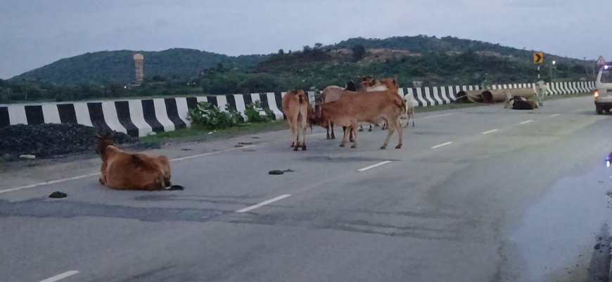 हाईवे पर जानवरो का जमावड़ा दुर्घटना होने से जानमाल को नुकसान, सुरक्षा के कोई उपाय नहीं