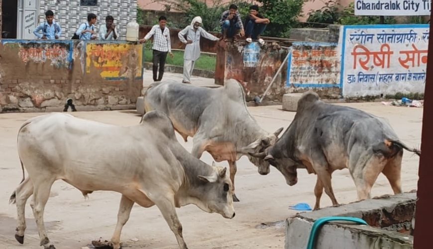 नगर परिषद क्षेत्र में आवारा पशुओं के जमावड़े से आए दिन हो रही है दुर्घटनाए