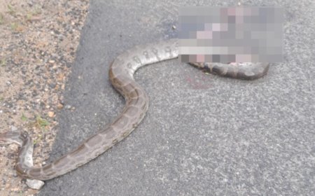 रोड क्रॉस कर रहे अजगर को वाहन ने कुचला, हुई मौत