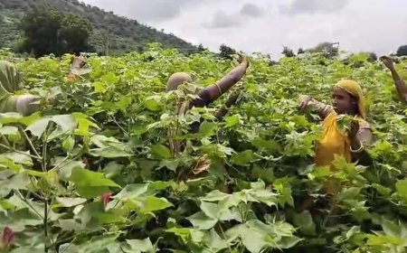कपास में होने वाले रोग की जानकारी एवं खेत पर जाकर कपास में रोगों को बचाव की दी जानकारी