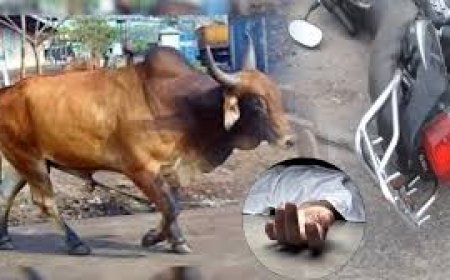 अचानक आवारा सांड के रोड पर आने से बाइक चालक गंभीर घायल और पीछे बैठे व्यक्ति की मौके पर ही हुई दर्दनाक मौत