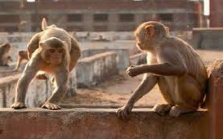 बंदरो का बढ़ा आतंक: बच्चों से लेकर बुजुर्गों को बनाया शिकार, एक महीने में 40 लोगों को काटा