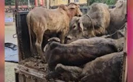 बेरहमी से ठूंस-ठूंसकर ट्रोले में भरे 40 गोवंश: 18 की मौत, तस्कर फरार