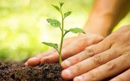 शाहपुर में युवा टीम ने किया वृक्षारोपण