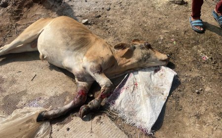 डम्फर ने मारी टक्कर नंदी गम्भीर घायल,लगाया जाम