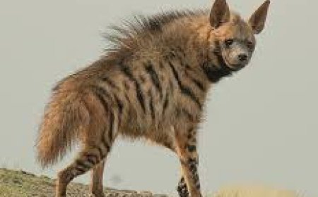 अज्ञात वाहन की चपेट में आने से हाईना की मौत