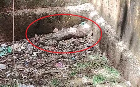 अजगर निगल गया जिंदा स्वान, दहशत व्याप्त