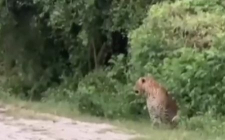 भरतपुर के केवलादेव उद्यान में दिखा लेपर्ड ,पर्यटक ने किया मोबाइल में कैद