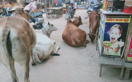 आवारा मवेशी बन रहे आफत, लोग परेशान