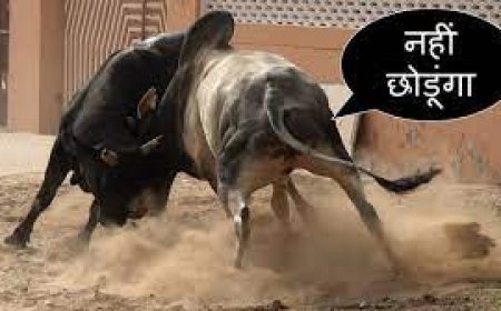 दो सांडों की लड़ाई में युवक की मौत, लोगों ने नगरपालिका पर लगाया लापरवाही का आरोप