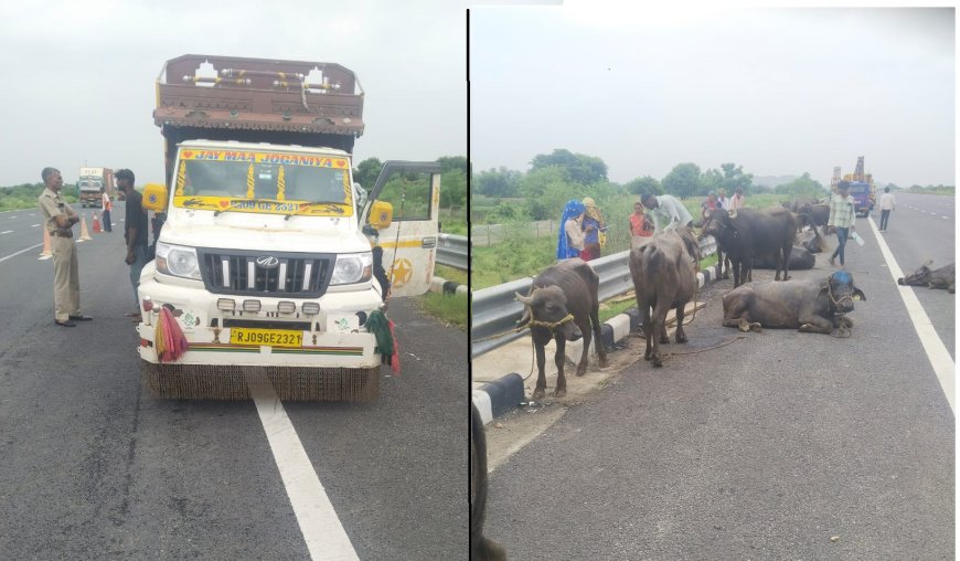 चलती पिकअप का टायर फटा, पलटने से चार  भैंस घायल