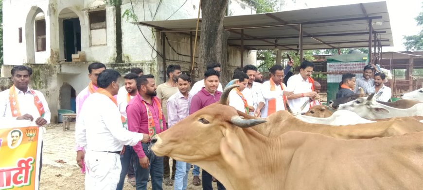 गौमाता को चारा एवं गुड़ खिला कर मनाया मोदी का जन्मदिन