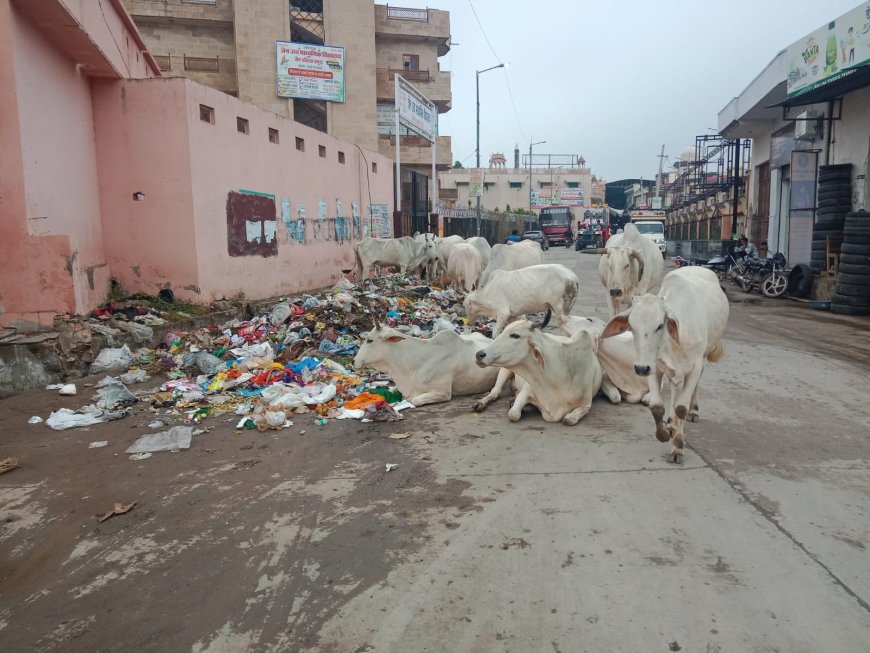 नगर परिषद प्रशासन की लापरवाही के चलते कस्बे में बेखौफ दौड़ते हैं आवारा पशु