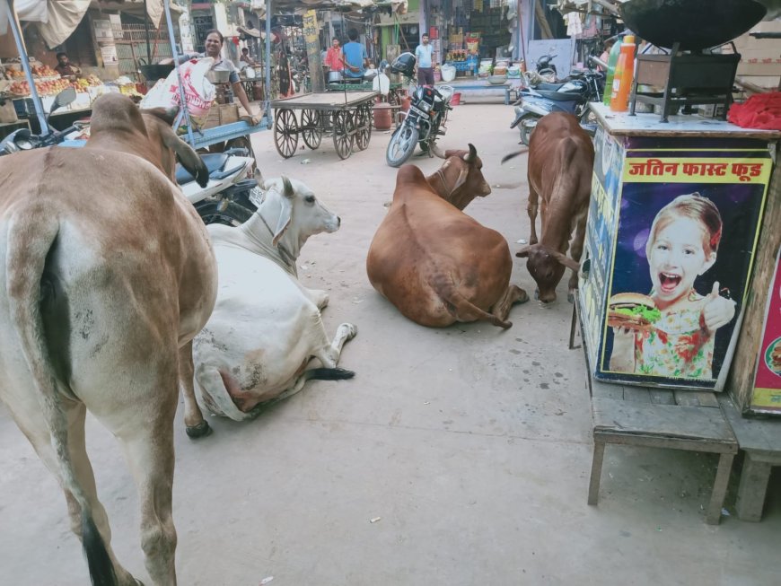 आवारा मवेशी बन रहे आफत, लोग परेशान