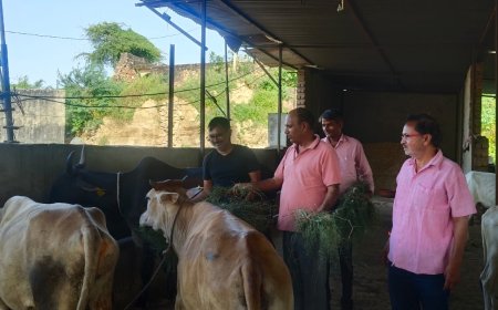 महुआ पीएमओ डॉ राम सिंह मीणा ने टीम के साथ गौशाला मे गायो को खिलाया हरा चारा गुड