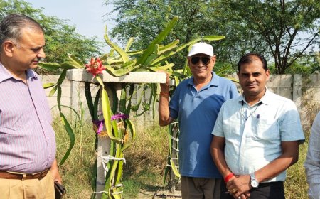 प्रगतिशील किसान नत्थीलाल शर्मा उगा रहे हैं ड्रैगन फ्रूट