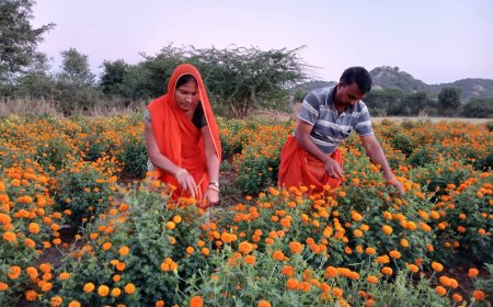 गुरला में फूलों की बमपर पैदावार, त्यौहारों पर हुए व्यवसाय से चलता हैं घर, प्रदेश के बाहर भी रहती है मांग