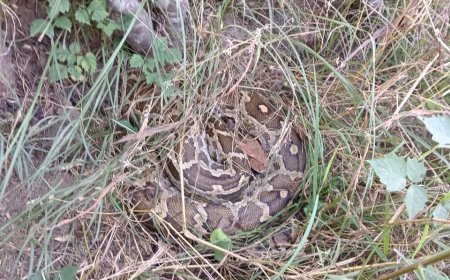 अजगर को बिल से निकालने के लिए चला बुलडोजर