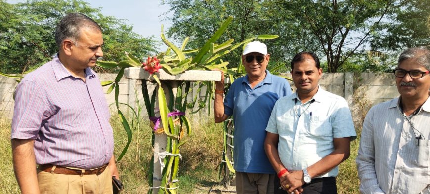 प्रगतिशील किसान नत्थीलाल शर्मा उगा रहे हैं ड्रैगन फ्रूट