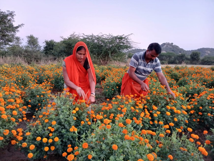 गुरला में फूलों की बमपर पैदावार, त्यौहारों पर हुए व्यवसाय से चलता हैं घर, प्रदेश के बाहर भी रहती है मांग