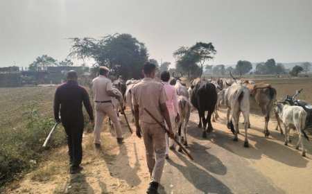 पुलिस ने गौ तस्करों पर कार्यवाही करते हुए 37 गायों को बरामद कर मोनी बाबा गौशाला में भेजा
