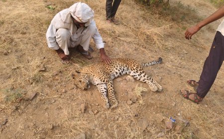 किरावण्डा की पहाड़ियों में मिला 2 साल का मादा घायल पैंथर ,उपचार के पूर्व हुई मौत