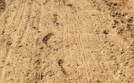 खैरथल तिजारा जिला राजस्व सुधार अभियान के तहत हरसोली में 50-60 वर्ष पुराना रास्ता खुलवाया