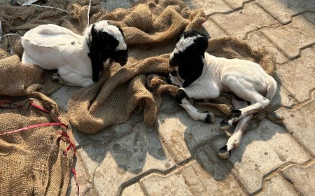 पशु चिकित्सालय रामगढ़ में बकरी के सिजेरियन ऑपरेशन से दो जीवित मेमनों का हुआ जन्म