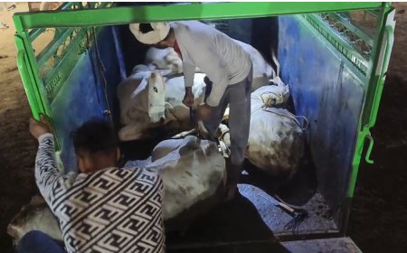 अब सर्दियों के साथ गौतस्कर सक्रिय जिम्मेदार निष्क्रिय