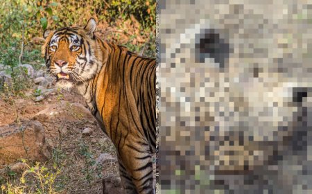 टाईगर ने मादा लेपर्ड को उतारा मौत के घाट