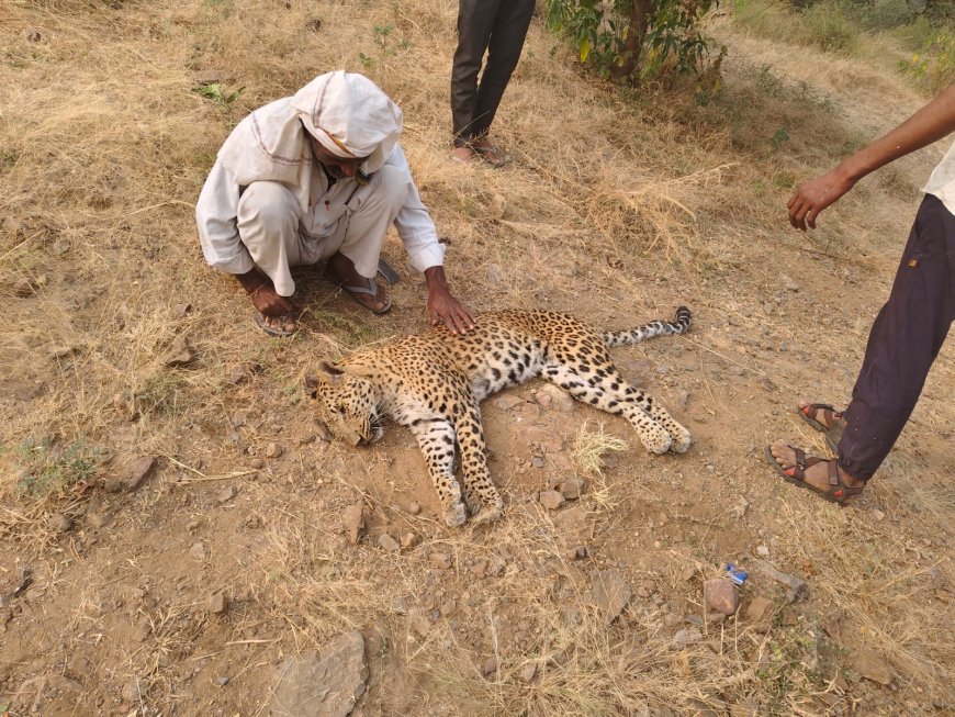 किरावण्डा की पहाड़ियों में मिला 2 साल का मादा घायल पैंथर ,उपचार के पूर्व हुई मौत