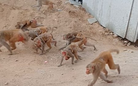 गली मोहल्लों से लेकर मुख्य बाजारों में बंदरों का आतंक