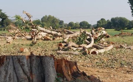 सावड़ी में एक साथ काटे तीन हरे पीपल जांच के बाद दिया कार्यवाही का आश्वासन