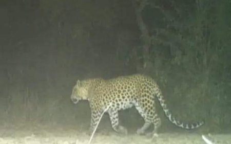 5 दिन बाद भी नहीं पकड़ा गया लेपर्ड अब मैदान छोड़कर स्थानीय लोगों के रेजिडेंस के आसपास कर रहा मूवमेंट